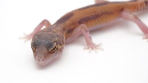 サムネイル1