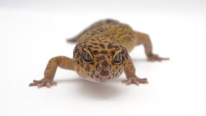 サムネイル1