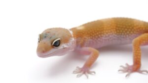 サムネイル1