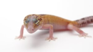 サムネイル1