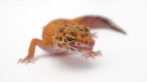 サムネイル1
