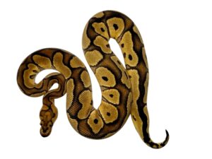 サムネイル1