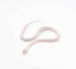 サムネイル1