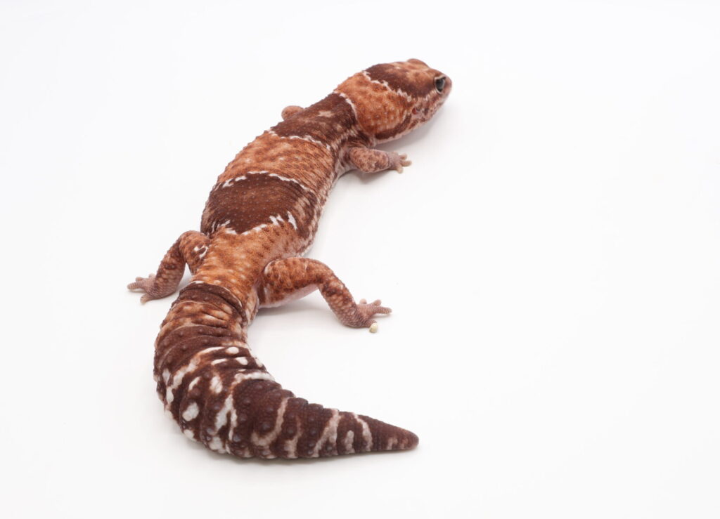 ノーマルhetキャラメル,ズールー,オレオ