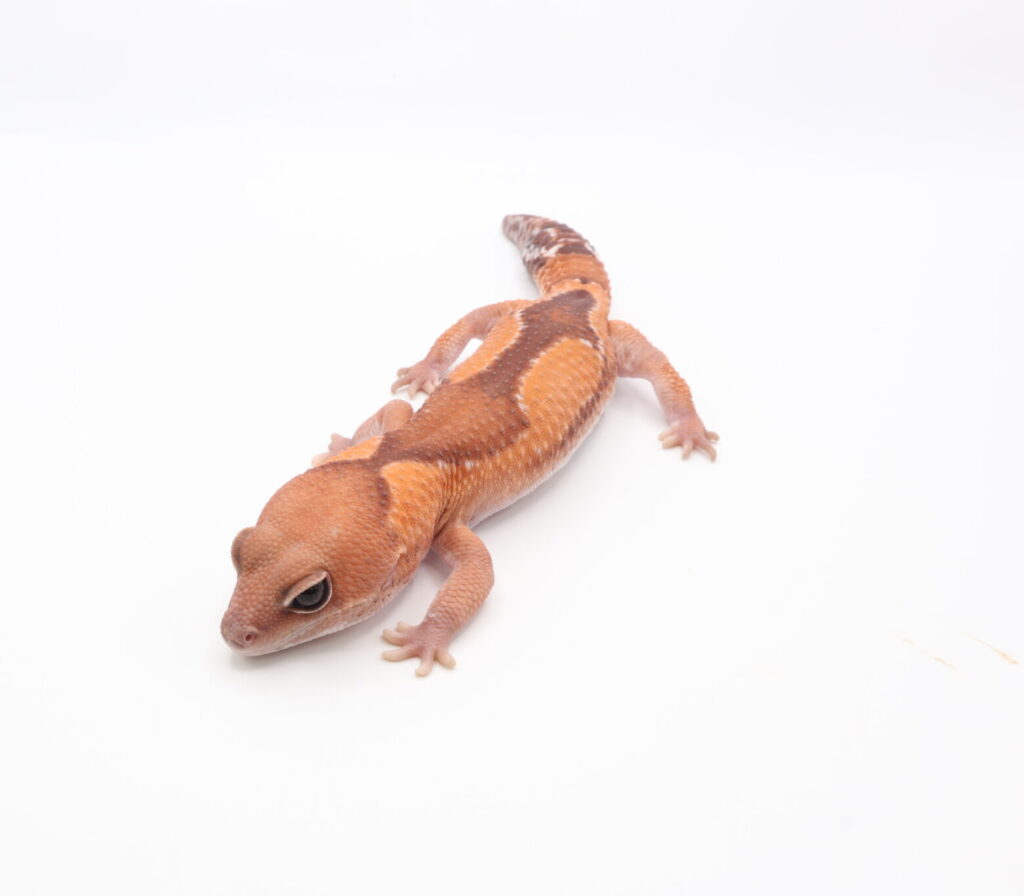 ズールーhetキャラメル66％hetアメル