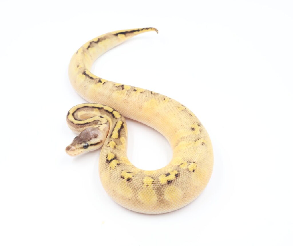 パステルボンゴGHIhetクラウン