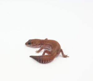 サムネイル1