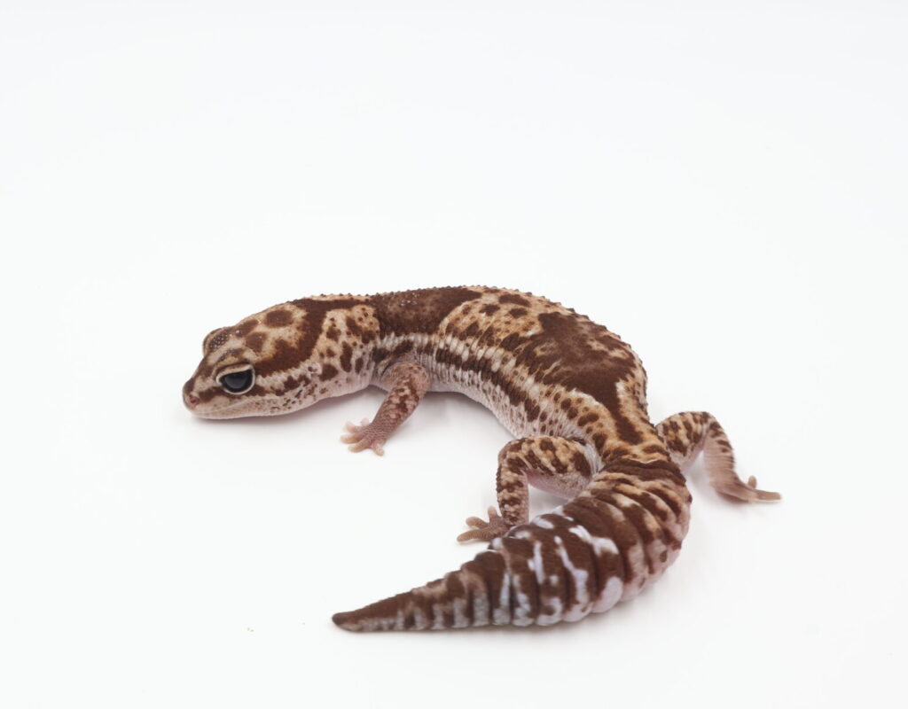 ノーマルhetズールー・オレオ・アメル