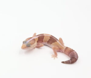 サムネイル1