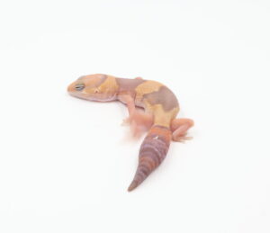 サムネイル1