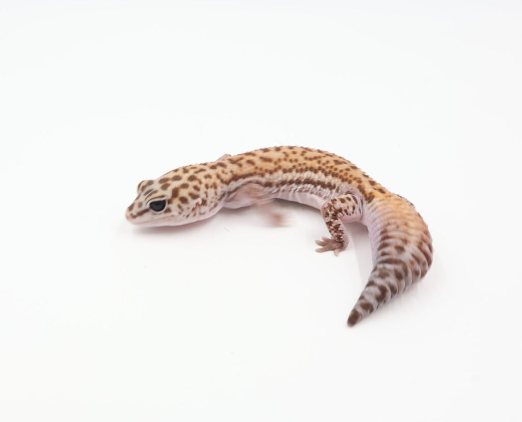 パターンレスhetオレオ・アメル