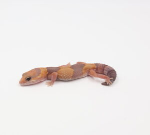 サムネイル1