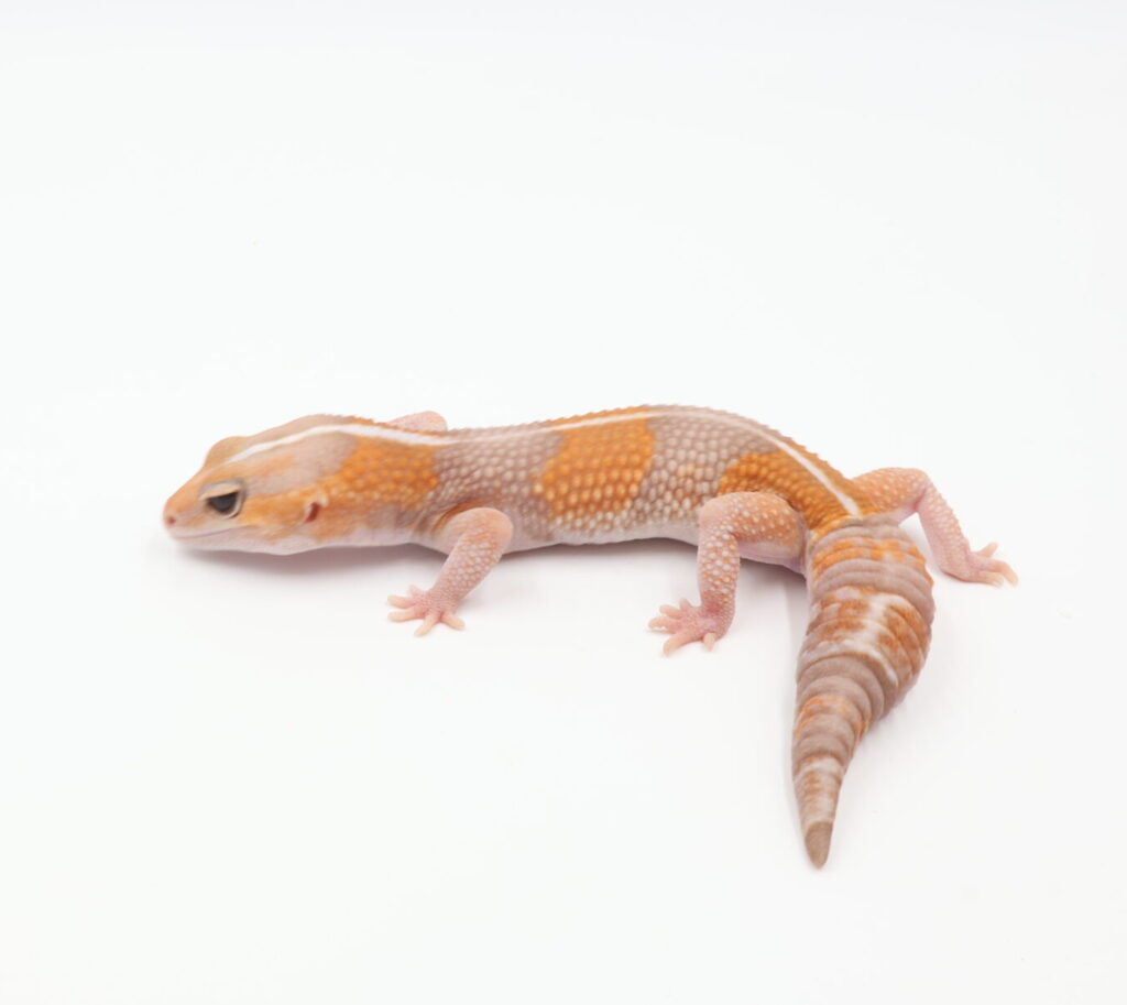 アメル66％hetオレオ・パターンレス