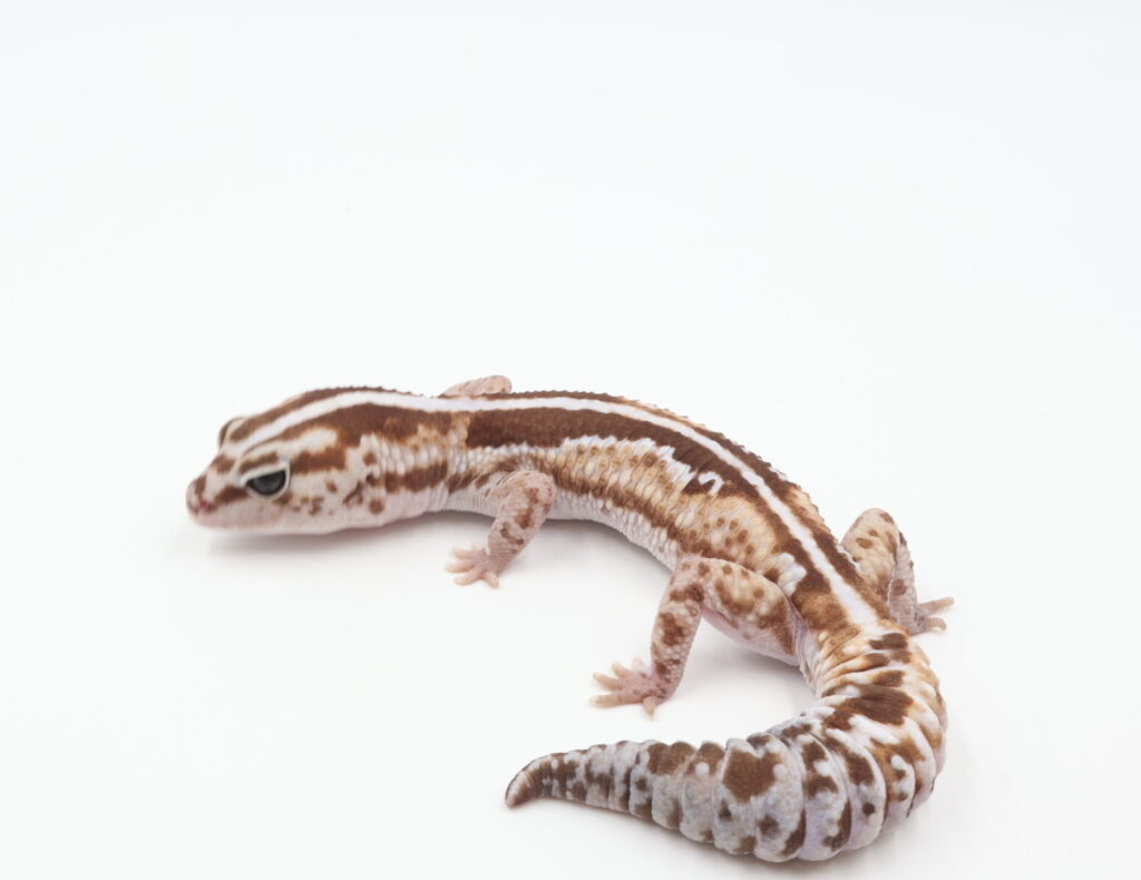 ズールーhetアメル66％hetオレオ