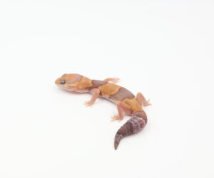 サムネイル1