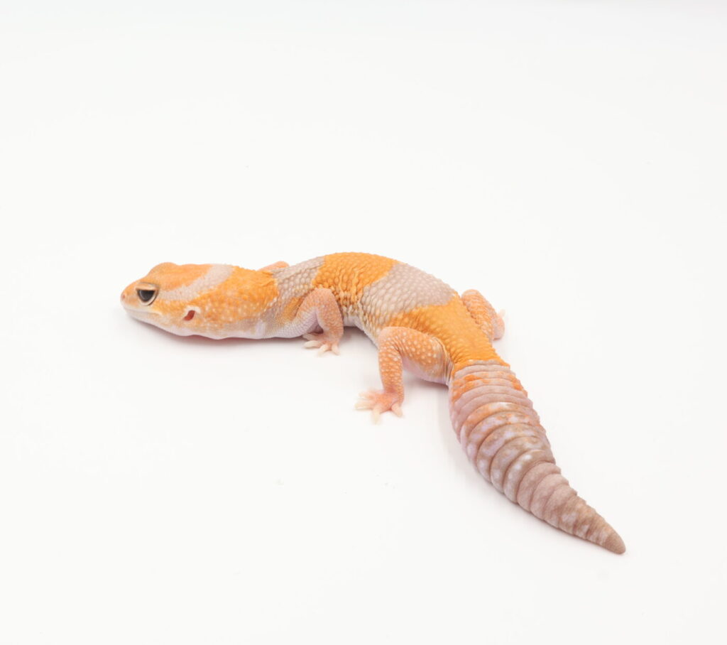 アメル66％hetオレオ・パターンレス