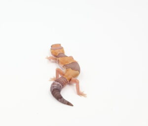 サムネイル1