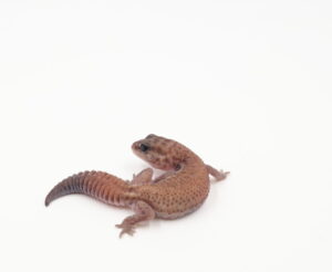 サムネイル1