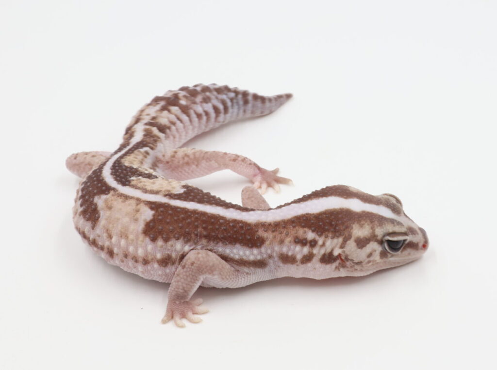 ズールー66％hetオレオ・アメル