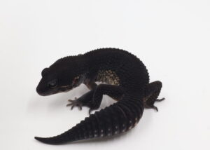サムネイル1