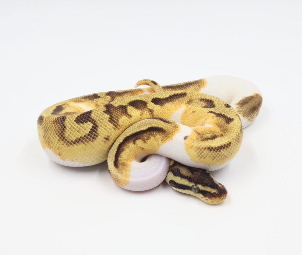 パステルエンチパイド