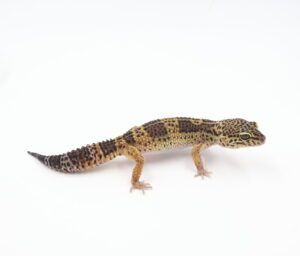 サムネイル1