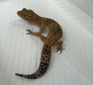 サムネイル1