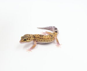 サムネイル1