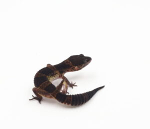 サムネイル1