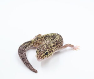 サムネイル1