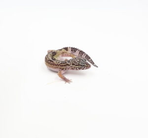 サムネイル1