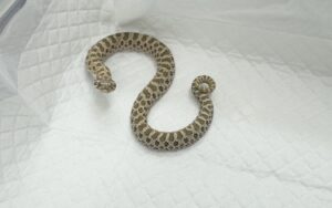 サムネイル1