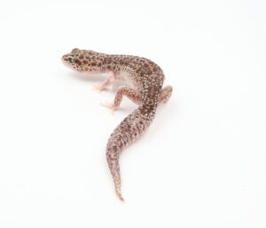 サムネイル1