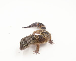 サムネイル1