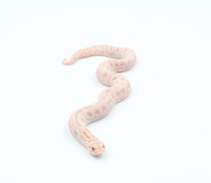 サムネイル1