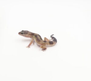 サムネイル1