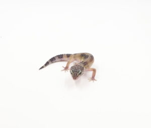 サムネイル1
