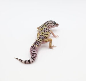 サムネイル1