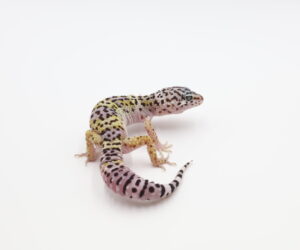 サムネイル1