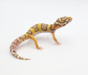 サムネイル1