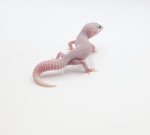 サムネイル1