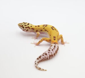 サムネイル1