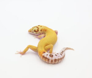 サムネイル1