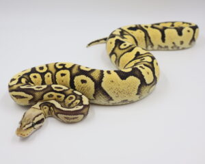 サムネイル1