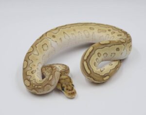 サムネイル1