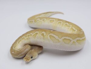 サムネイル1
