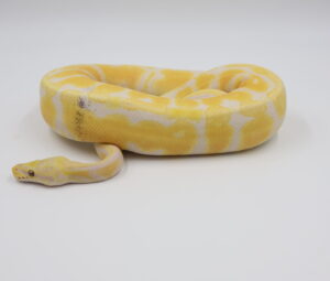 サムネイル1