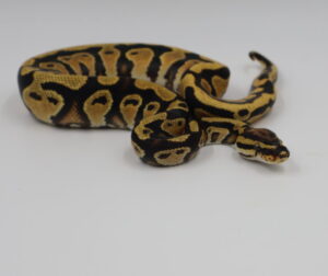 サムネイル1
