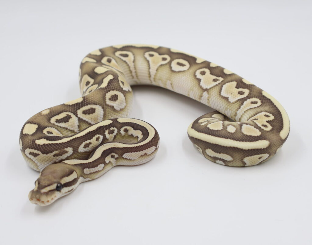 デザートゴーストバターhetクラウン