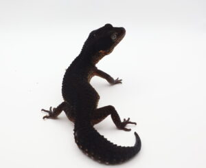 サムネイル1